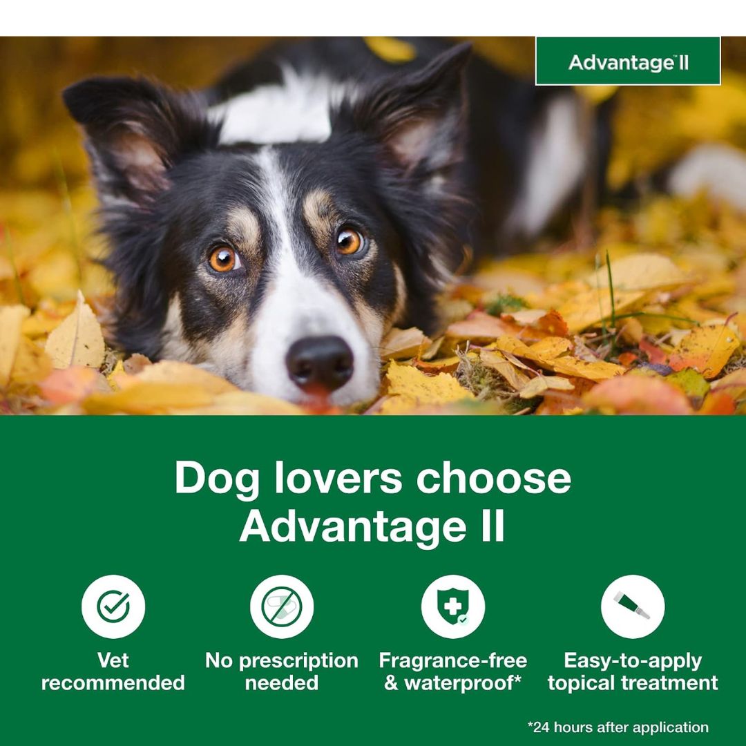 Advantage II Large Dog Flea Treatment (21-55 lbs, 4 Doses) + Pet Protect Digestive Health Chews (60 Count) Bundle