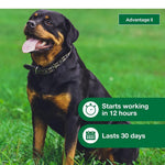Advantage II Flea Treatment & Prevention for Extra Large Dogs (Over 55 lbs) – 4 Doses